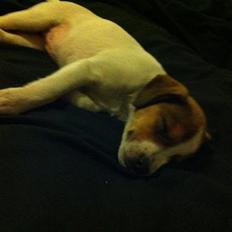 Blanding af racer Mira