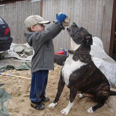 Amerikansk bulldog VBA's Kela R.I.P 2011