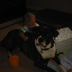 Amerikansk bulldog VBA's Kela R.I.P 2011