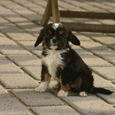 Cavalier king charles spaniel Luna