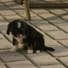 Cavalier king charles spaniel Luna
