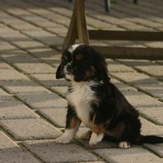 Cavalier king charles spaniel Luna