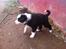 Border collie Balto - Balto 5 uger gammel. Dagen vi valgte det skulle være ham :)