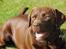 Labrador retriever Andy - Andy i haven.
