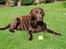 Labrador retriever Andy - Andy med sin ny erhvervelse.