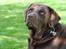 Labrador retriever Andy - Dejligt i skyggen.