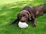 Labrador retriever Andy