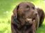 Labrador retriever Andy