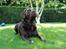 Labrador retriever Andy - Tak fordi du kiggede med (: