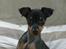 Engelsk toy terrier Historical Diamonds Afrodite