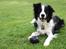 Border collie Mowgli - 15.8.2011