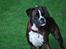 Boxer Branco von der suhla / Don