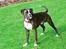 Boxer Branco von der suhla / Don
