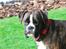 Boxer Branco von der suhla / Don