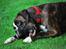 Boxer Branco von der suhla / Don