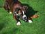 Boxer Branco von der suhla / Don