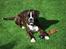 Boxer Branco von der suhla / Don