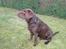 Labrador retriever Andy