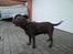 Labrador retriever Andy