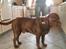 Labrador retriever Andy - " Gad vide om der falder noget af til lille mig i dag"