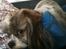Shih tzu Franco - Nej jeg har ikke mere hår ...........