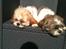 Shih tzu Franco - Morgen hygge i solen
