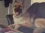 Schæferhund Thor