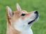 Shiba Heok's Ryuu kaldes Taiko - 18/08-2011 på agilitybanen :) 
Taget af Freja Blume :)