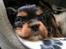 Cavalier king charles spaniel Malou - her har jeg leget for meget så trængte til lidt hvil.