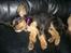 Cavalier king charles spaniel Malou - ja det er ikke kun engle som kan flyve, se lige mig.