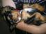 Cavalier king charles spaniel Malou - gået total kold. :)