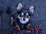 Chihuahua Mickey
