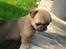 Blanding af racer Frk Ludwig Mops/griffon