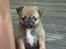 Blanding af racer Frk Ludwig Mops/griffon