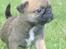 Blanding af racer Frk Ludwig Mops/griffon - Annocen vi faldt pladask for, efter at ha grint lid af hende "speciele" udseende :)