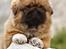 Pekingeser Dengse Ming Blach