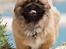 Pekingeser Dengse Ming Blach