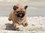 Pekingeser Dengse Ming Blach