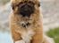 Pekingeser Dengse Ming Blach