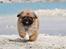 Pekingeser Dengse Ming Blach