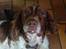 Engelsk springer spaniel Fæstibakkes Alicia (Freja) ^Ha det godt der oppe!^