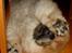 Chow chow Sikka / Rossy Spirit - Jeg sover !