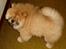 Chow chow Sikka / Rossy Spirit