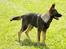 Schæferhund Scharif's B.Amy SOLGT