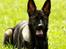 Schæferhund Scharif's B.Amy SOLGT