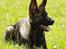 Schæferhund Scharif's B.Amy SOLGT