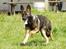 Schæferhund Scharif's B.Amy SOLGT