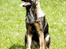 Schæferhund Scharif's B.Amy SOLGT