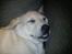 Labrador retriever Karla