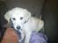 Labrador retriever Karla